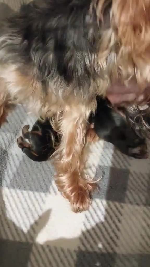 Yorkshire Terrier dogs for sale: Two K.C Yorkshire terrier boys champion bloodlines - Video 1