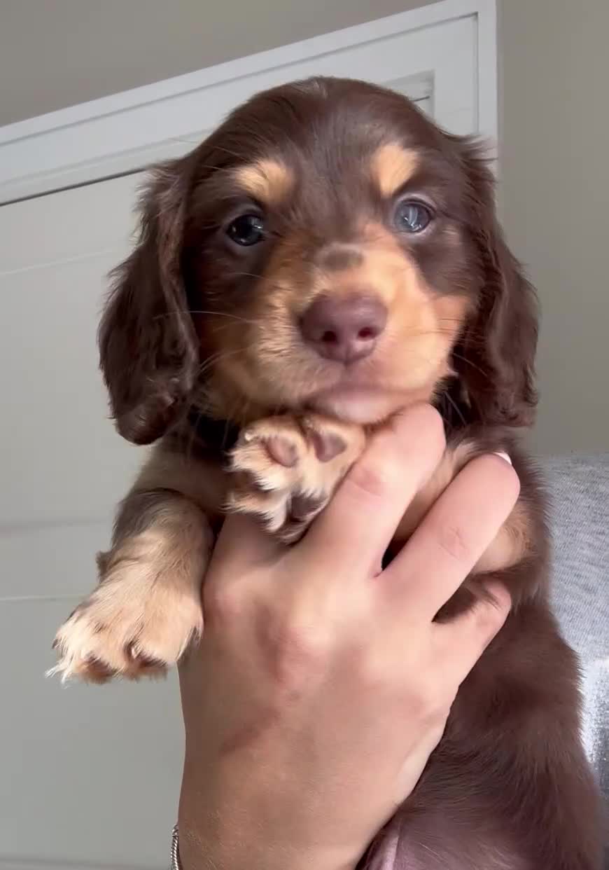 Miniature Dachshund dogs for sale: Top quality long haired miniature dachshunds - Video 1