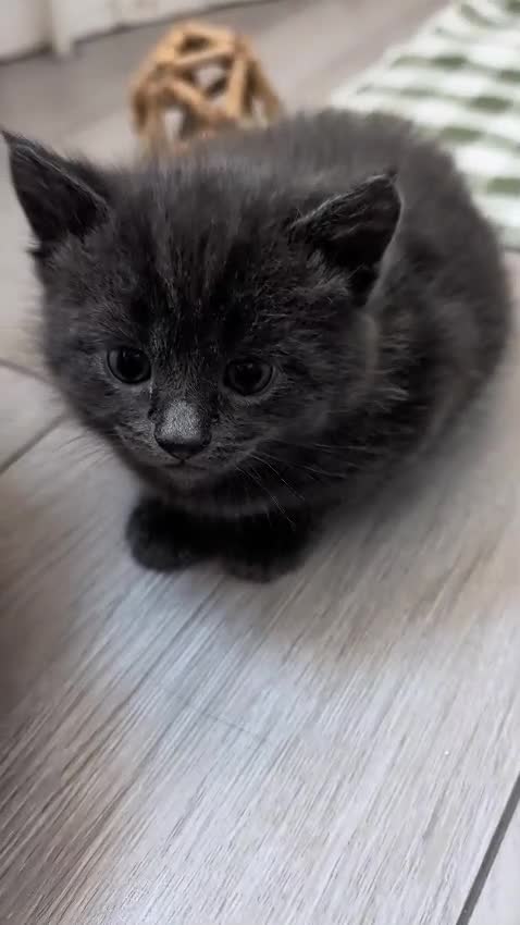 European cats for sale: 5 Beautiful  Kittens Looking for Forever Homes! - Video 5