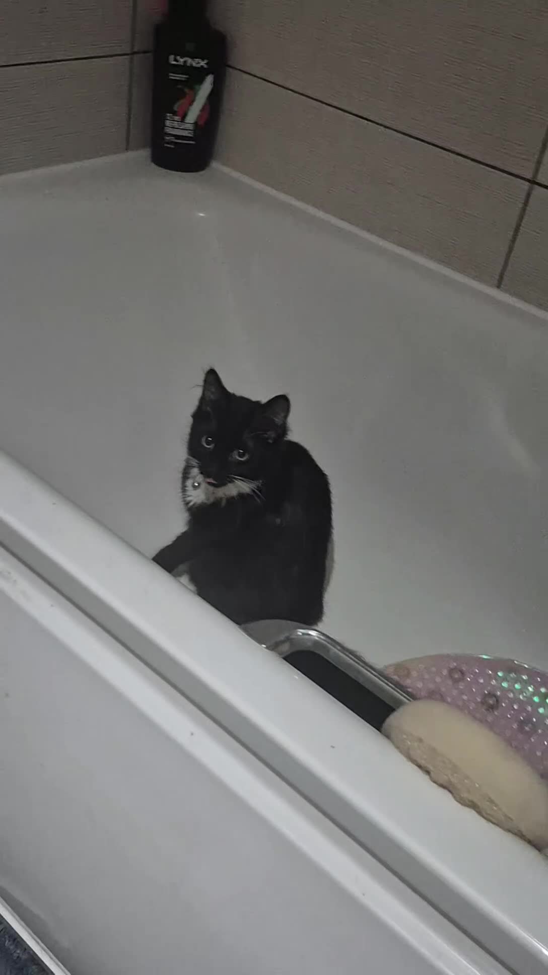 Domestic Shorthair cats for sale: Male kittens  - Video 1