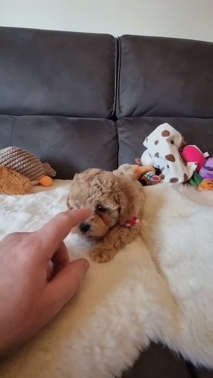 Shihpoo dogs for sale: Gorgeous Little Shihpoo Pups sold Fully Vaccinated - Video 4