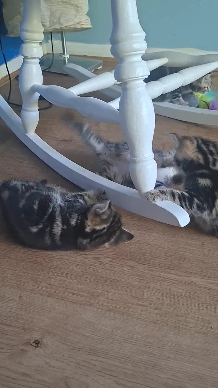 Mixed Breed cats for sale: Beautiful kittens for sale with stunning markings. in Newton Abbot - Video 1