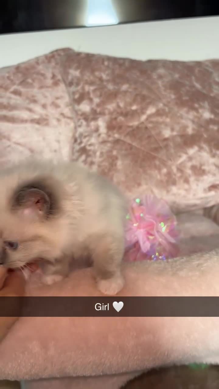 Ragdoll cats for sale: 🌸pedigree Ragdoll babies, reduced🌸 - Video 5