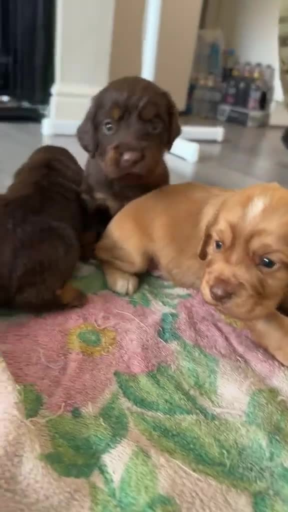 Cocker Spaniel dogs for sale: Stunning kc registered working cocker spaniels - Video 3