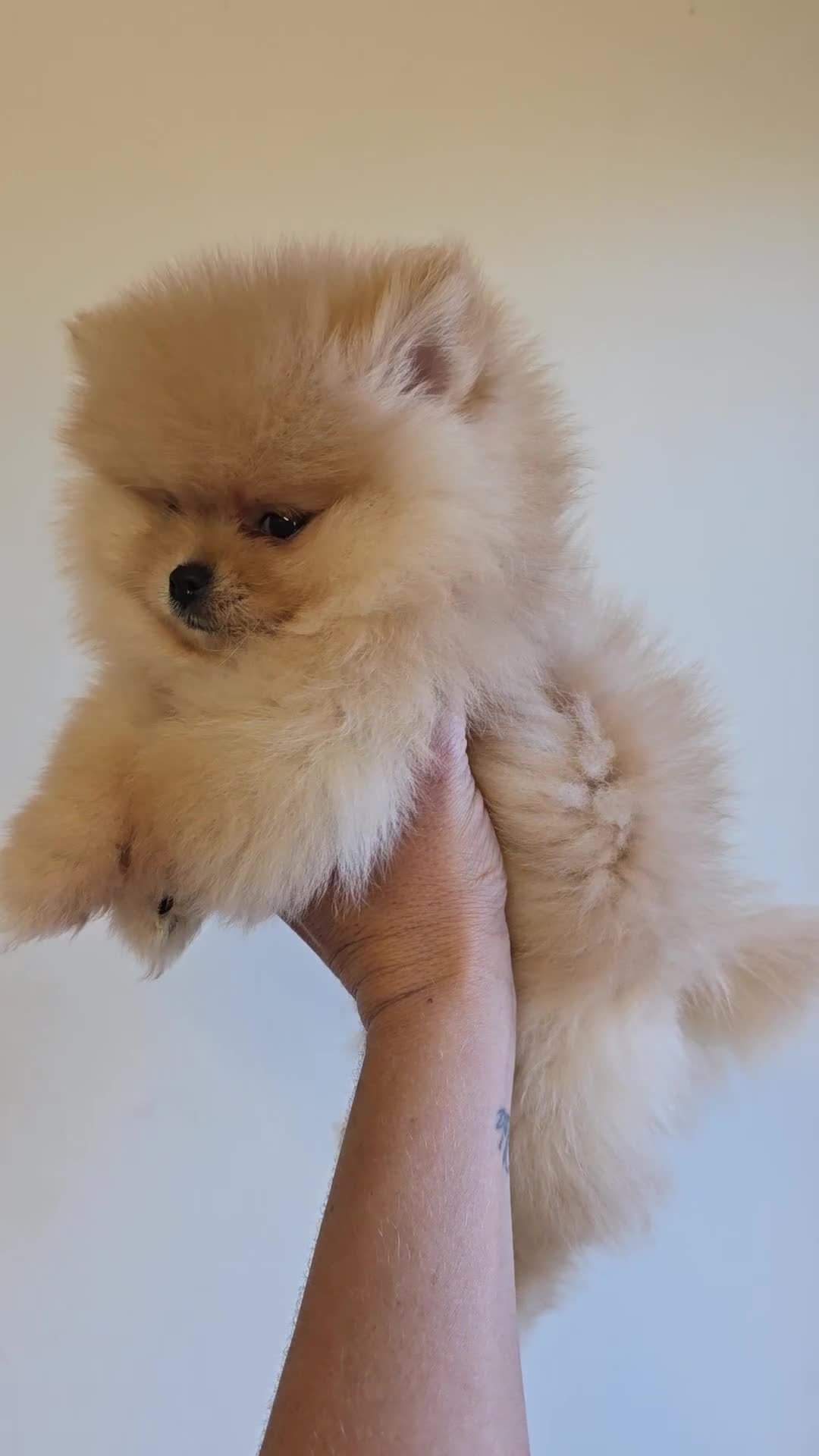 Pomeranian dogs for sale: Quality pomeranian pups - Video 2