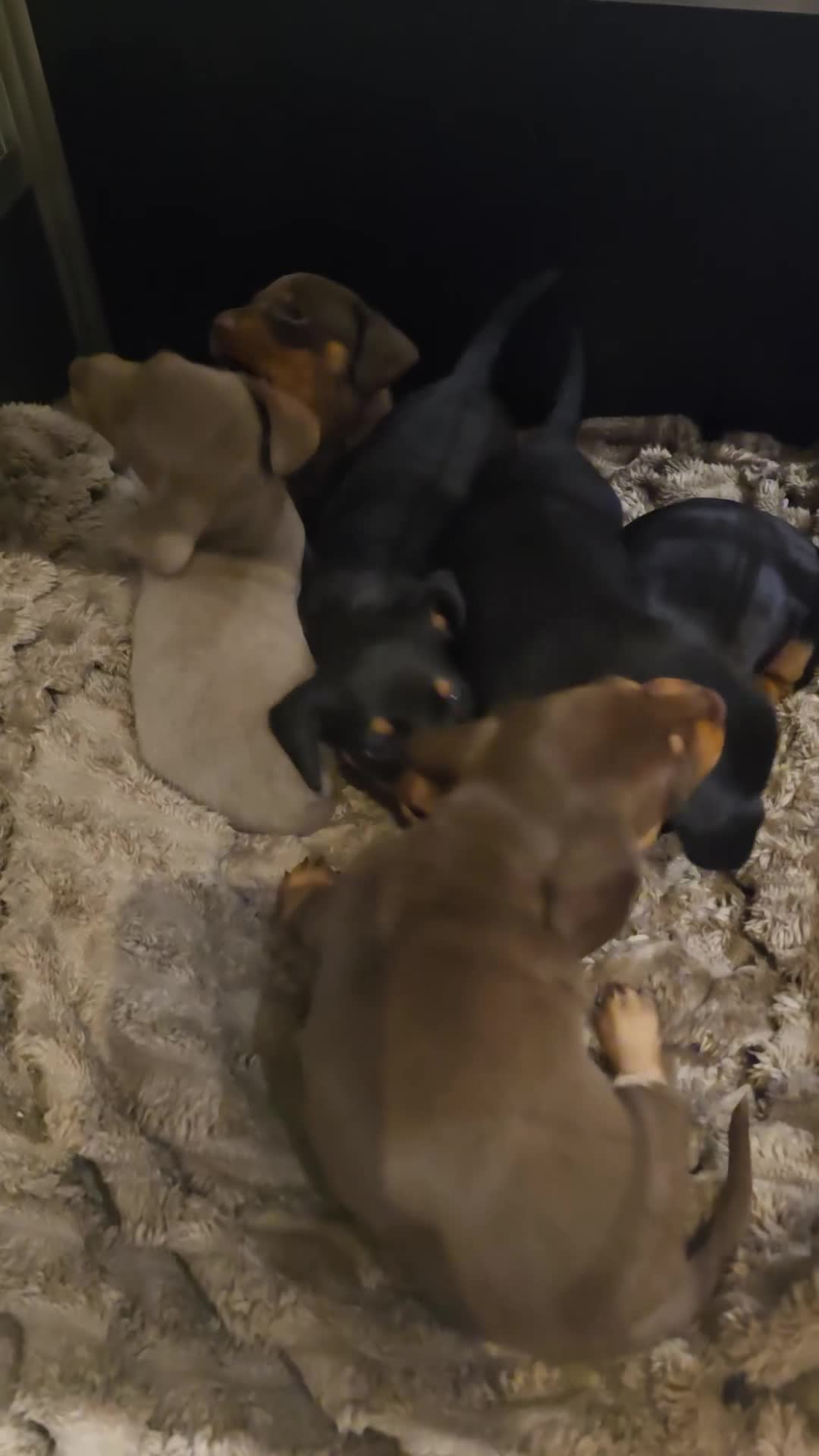 Dachshund dogs for sale: Dachshund  - Video 3