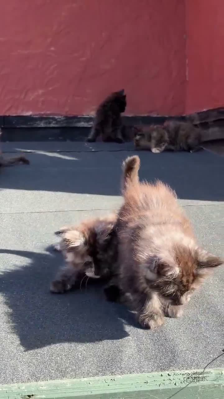 Maine Coon cats for sale:  8 Beautiful Maine Coon Kittens in Dunmow - Video 4