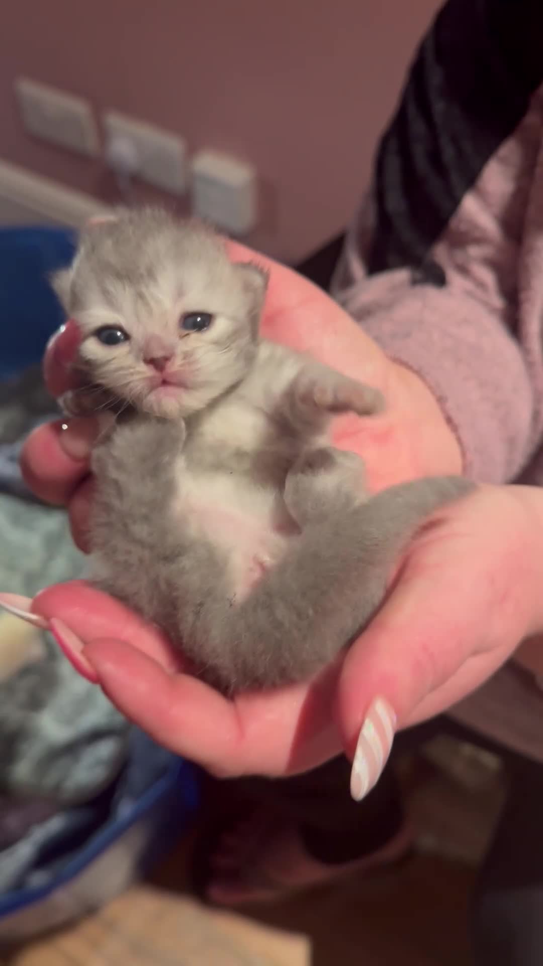 Maine Coon cats for sale: Main coon adorable kittens  - Video 2