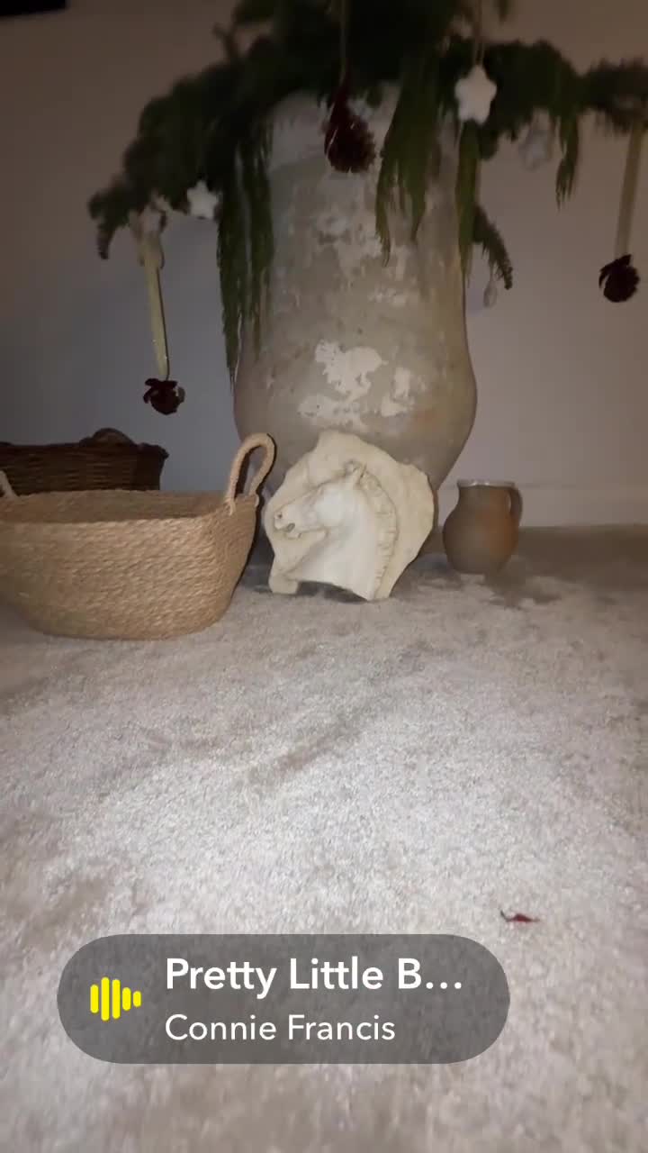 Miniature Dachshund dogs for sale: Sausage Puppies! - Video 4