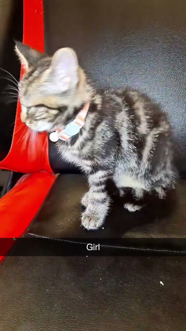 Mixed Breed cats for sale: Mother and 5 kittens  in Reading - Video 1