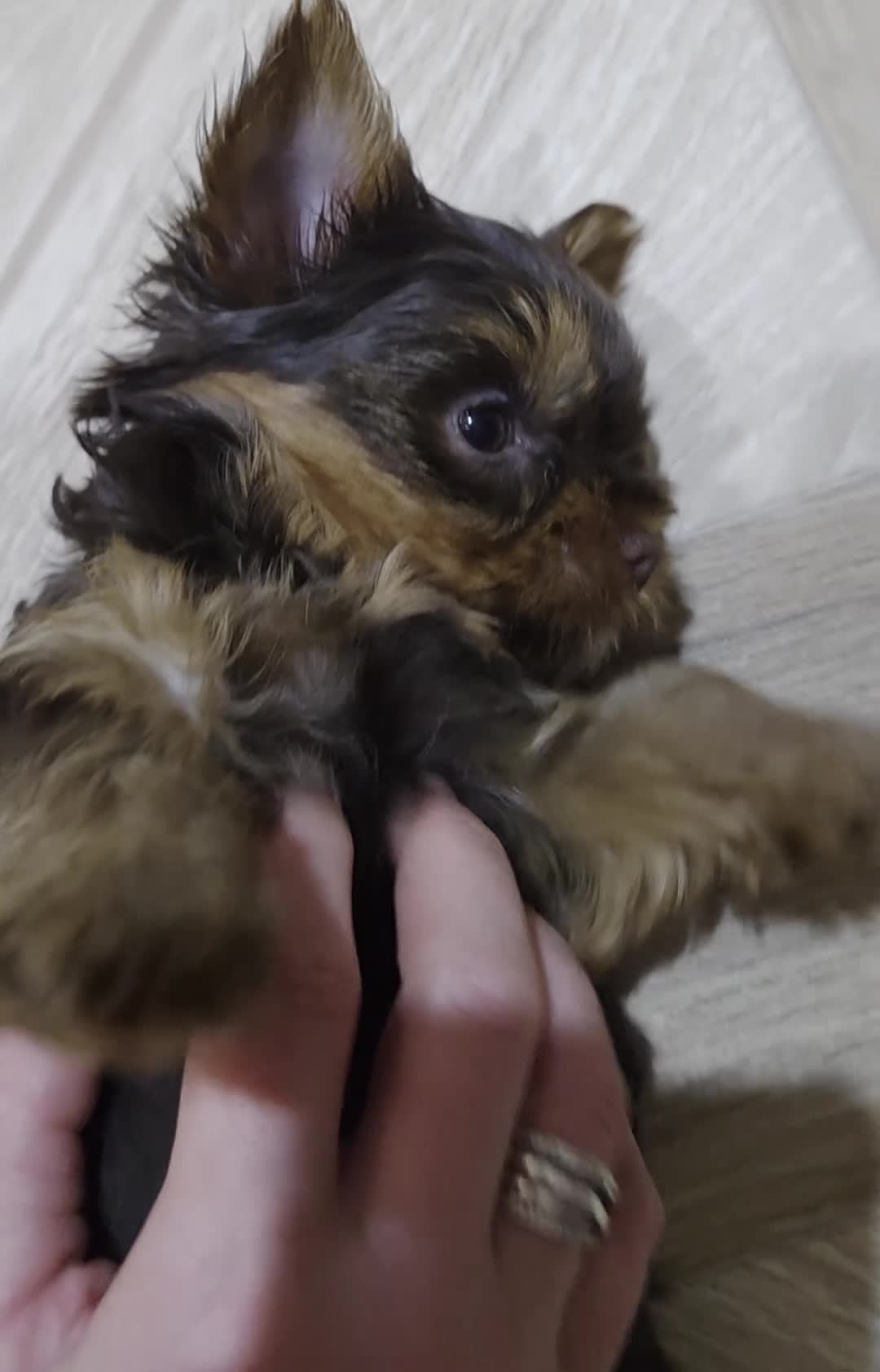 Yorkshire Terrier dogs for sale: Inka's 1st litter -Yorkshire terriers  - Video 1