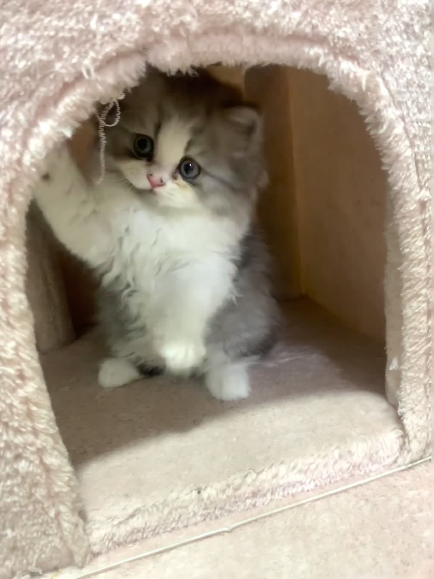 Mixed Breed cats for sale: Beautiful mixed breed kittens  - Video 3