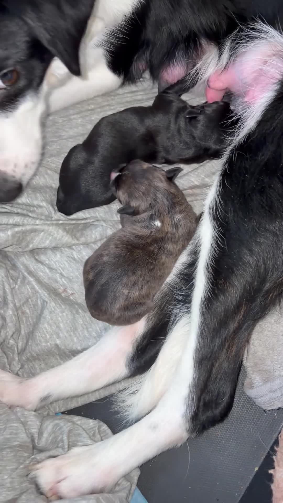 Mixed Breed dogs for sale: Border collie x - Video 1