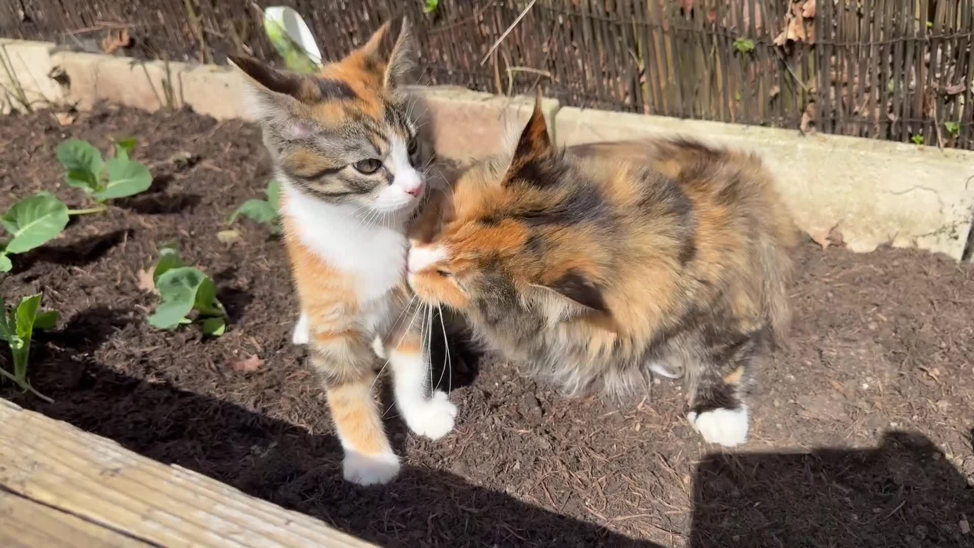 Maine Coon cats for sale: READY TO LEAVE LAST FEMALE TORTOISESHELL X KITTEN - Video 1