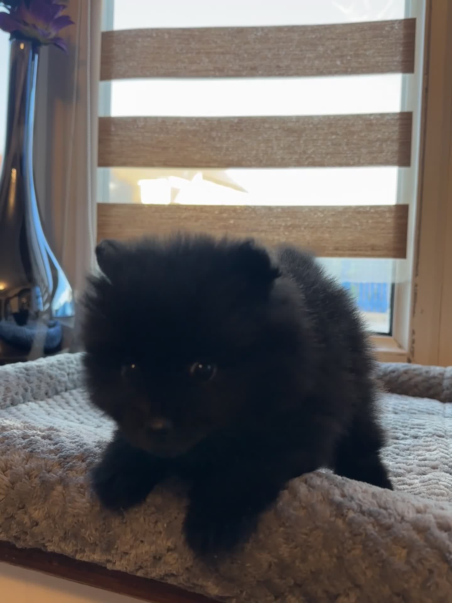 Pomeranian dogs for sale: 1 playful, beautiful Pomeranian for SALE!!! in Dagenham - Video 5