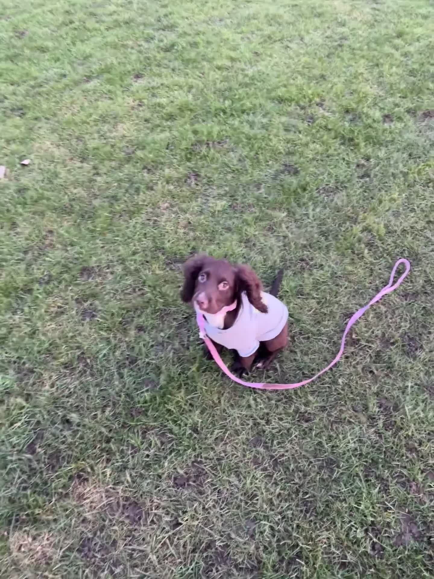 Cocker Spaniel dogs for sale: Cocker spaniel - Video 1