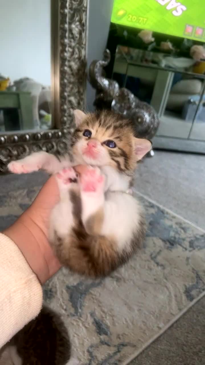 Mixed Breed cats for sale: 6 x Stunning Mixed Bengal/British Shorthair Cross  - Video 1