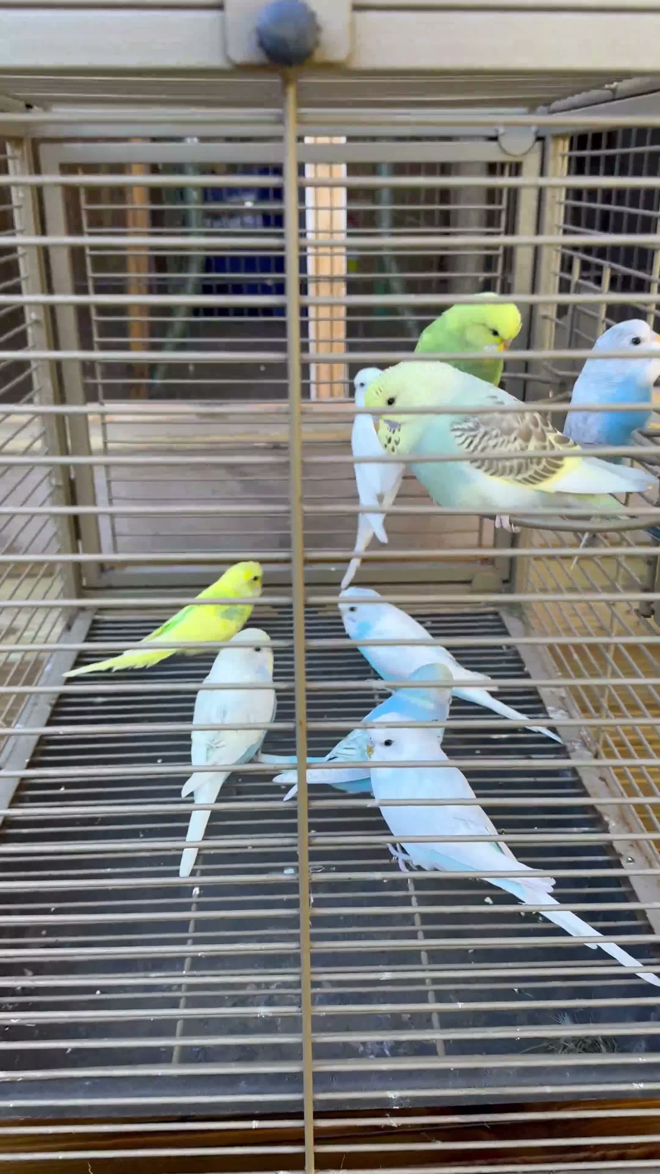 Budgerigars birds for sale: Budgies for sale - Video 1