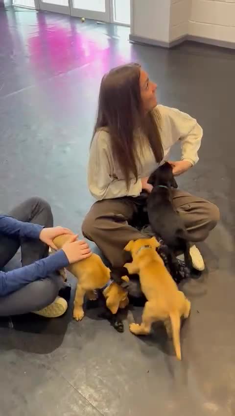 Labrador Retriever dogs for sale: Litter of seven beautiful KC reg labrador puppies - Video 1