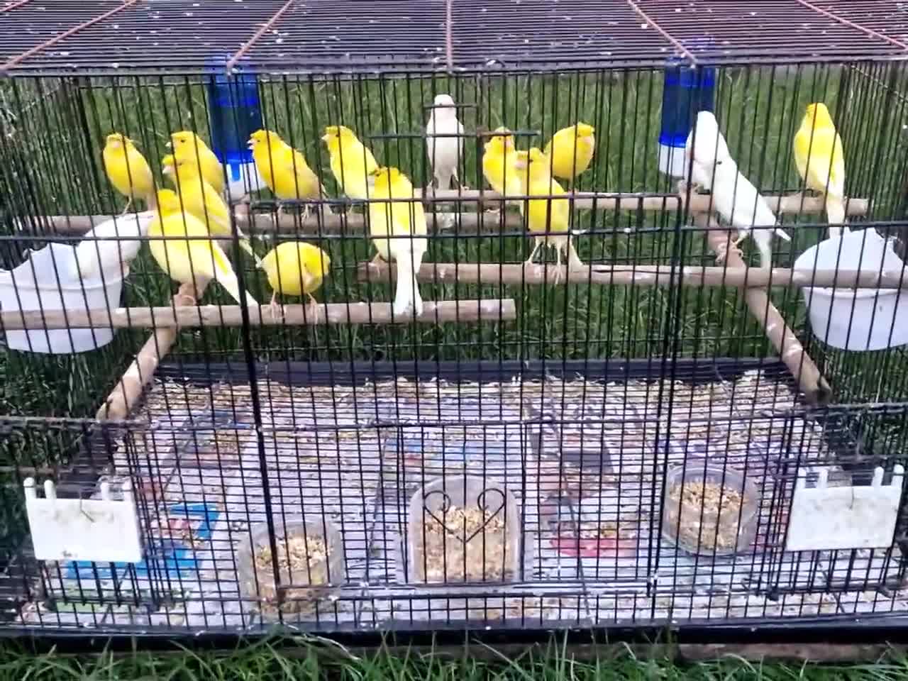 Canaries birds for sale: Canaries for sale  in Ludlow - Video 2