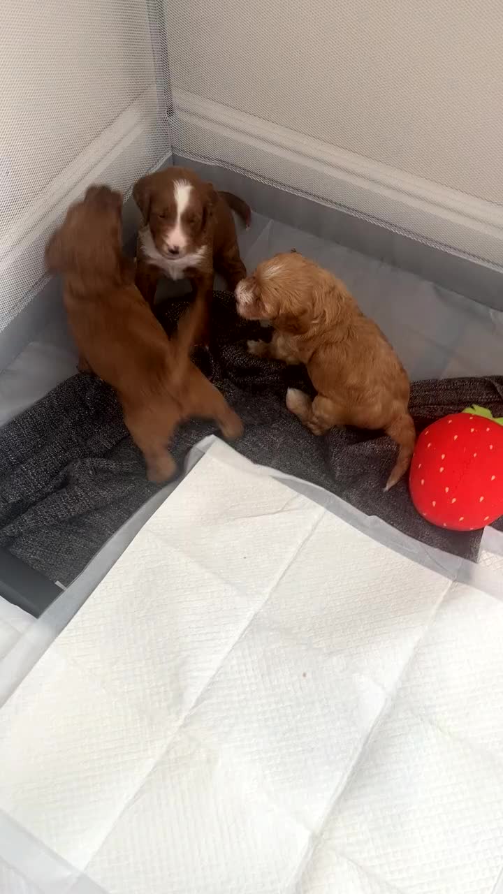 Cockapoo dogs for sale: Beautiful f2 puppies  - Video 1