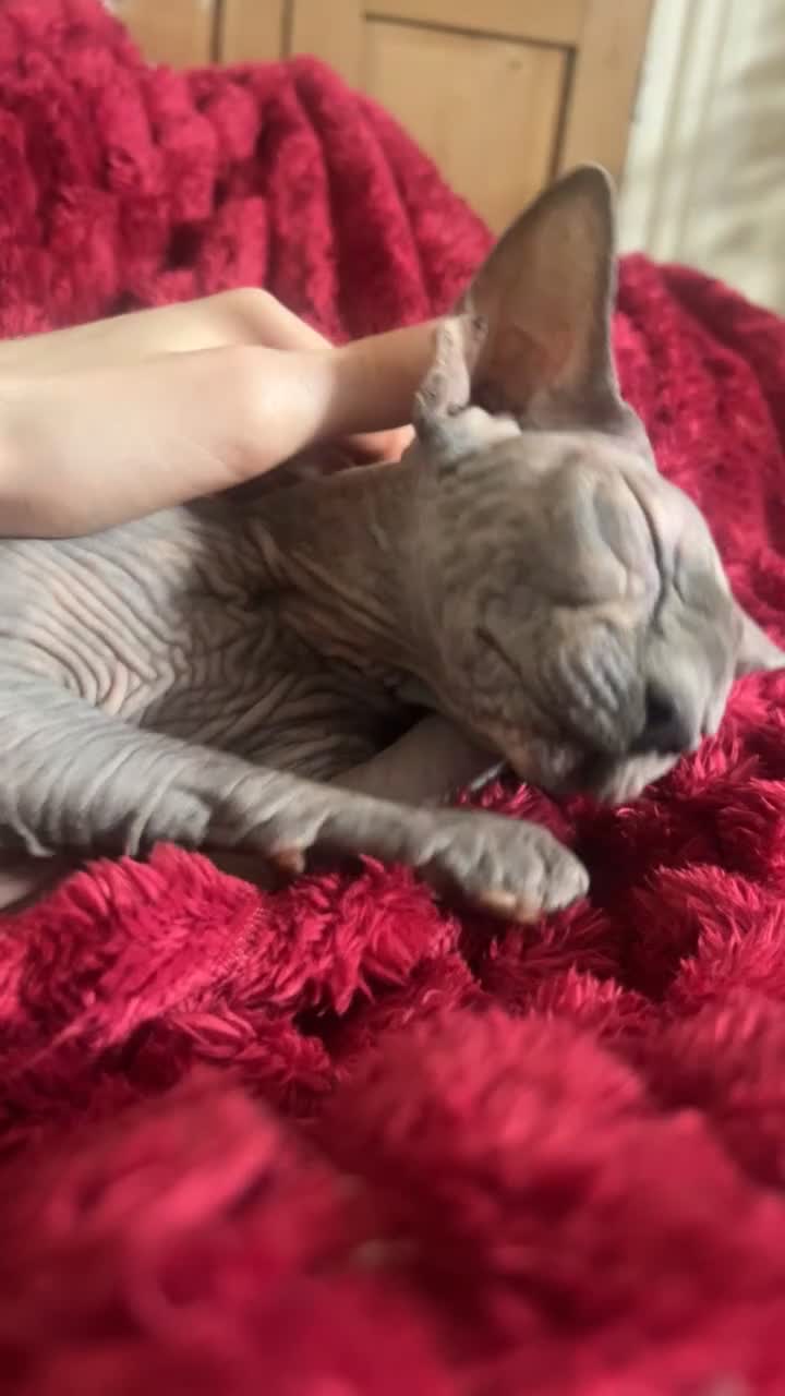 Sphynx cats for sale: Sphynx Girl For Sale  - Video 1