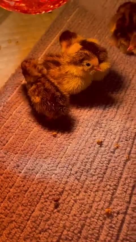 Quail poultry for sale: Button quails - Video 2