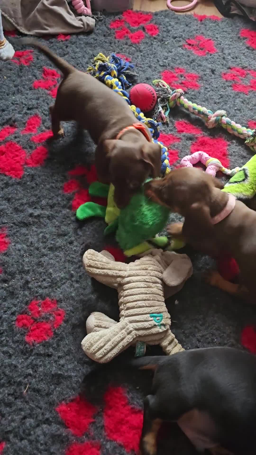 Miniature Dachshund dogs for sale: Miniature Dachshund Smooth - Video 2