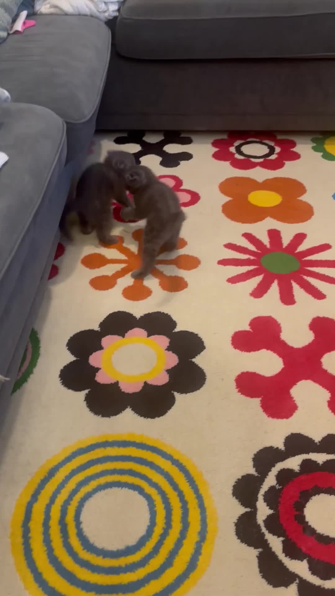 Scottish Fold cats for sale: Mother cat and Scottish fold kittens - Video 1