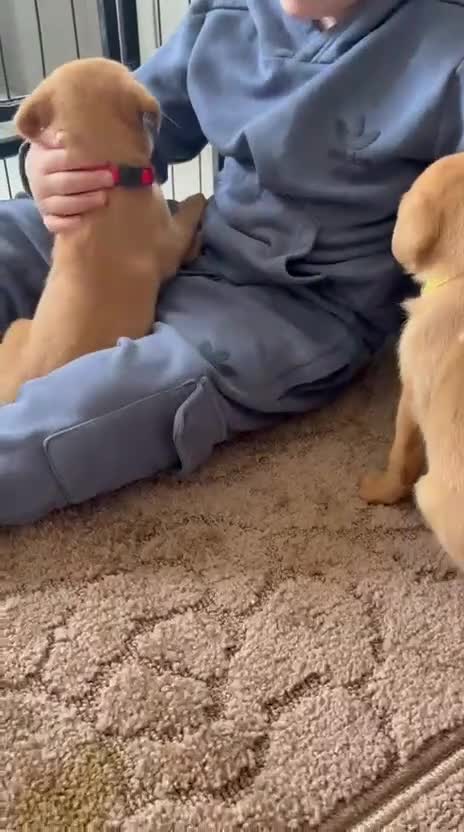 Labrador Retriever dogs for sale: Kc reg fox red Labrador  stunning litter  - Video 1