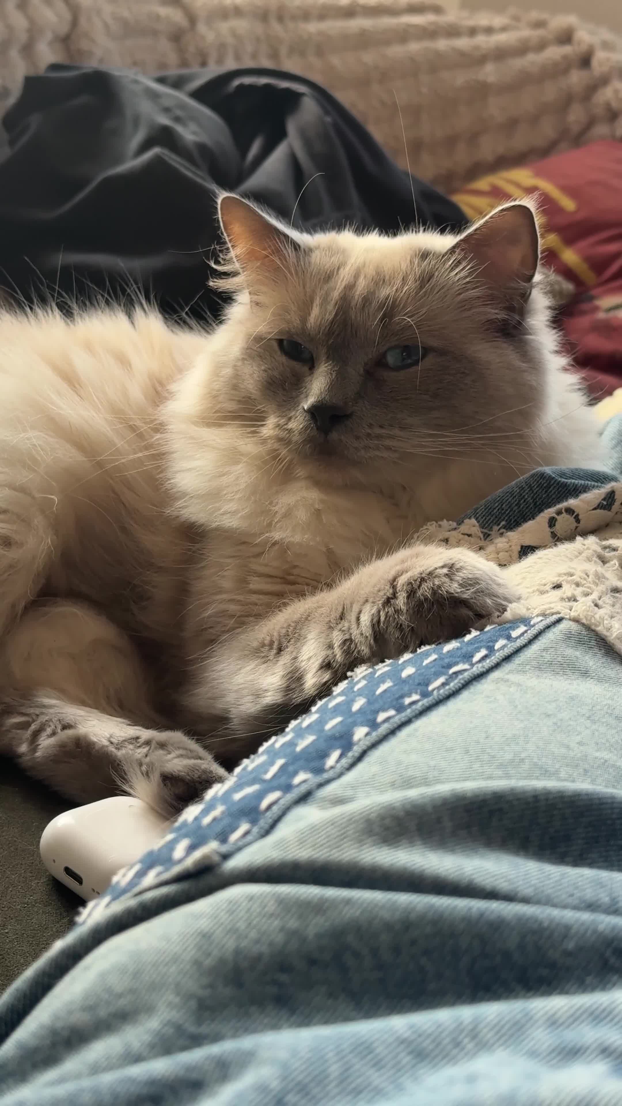 Ragdoll cats for sale: Gorby - ragdoll male - Video 1