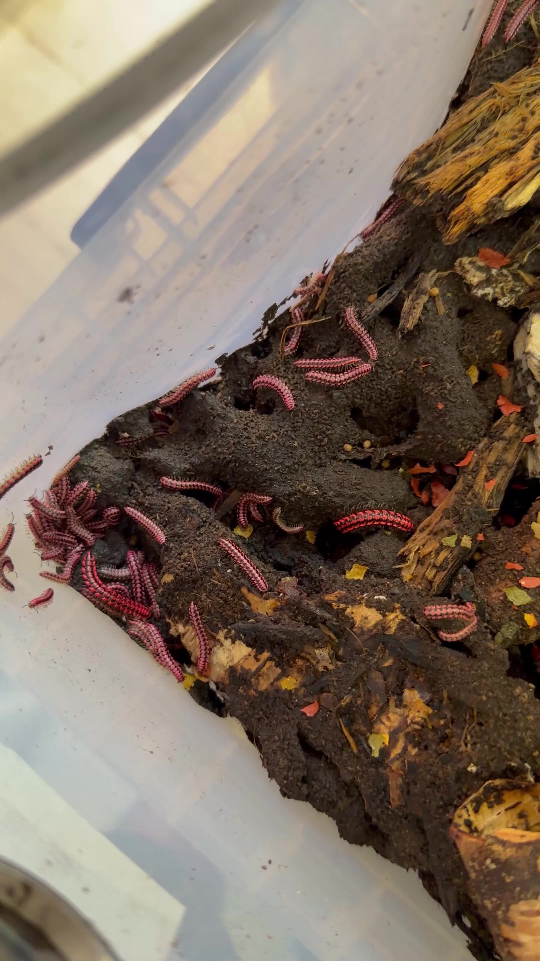 Mixed Breed invertebrates for sale: Invert Collection Sale - Isopods, Roaches & More! - Video 2