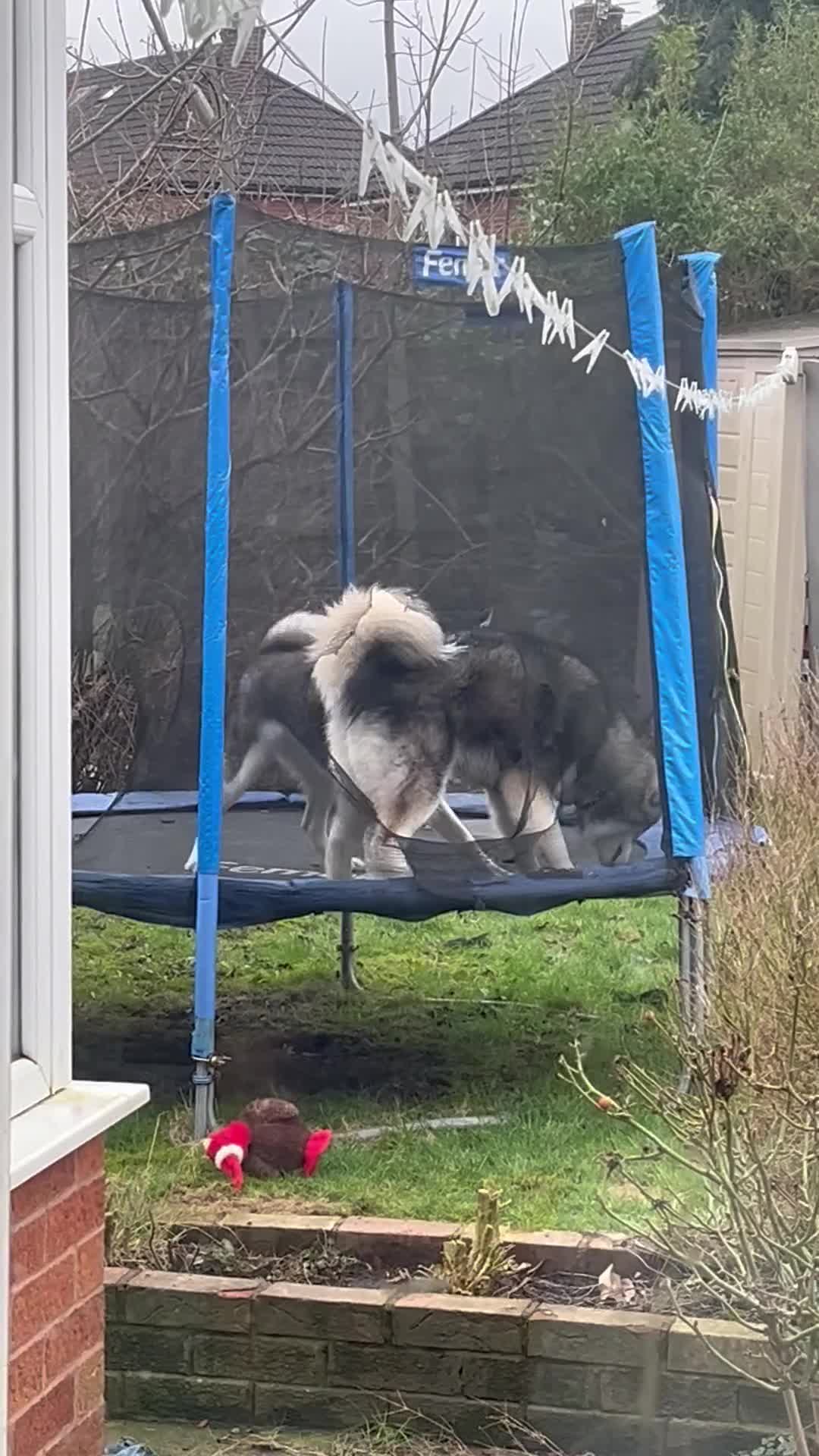 Siberian Husky dogs for sale: 10 month old Husky pups in Manchester - Video 1