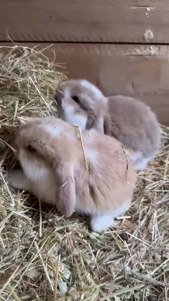 French Lop rabbits for sale: Pure breed Baby Giant French Lops Rabbits - Video 2