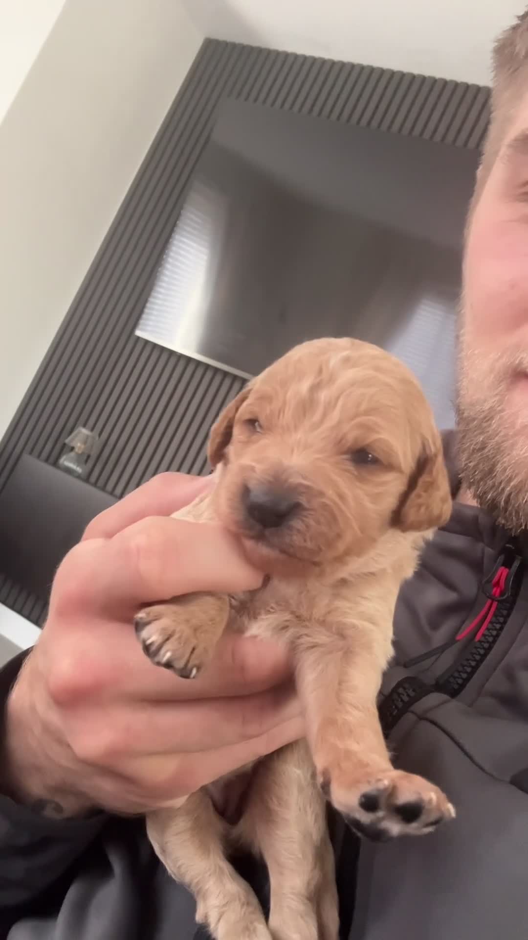 Cockapoo dogs for sale: Cockapoo Puppies  - Video 3
