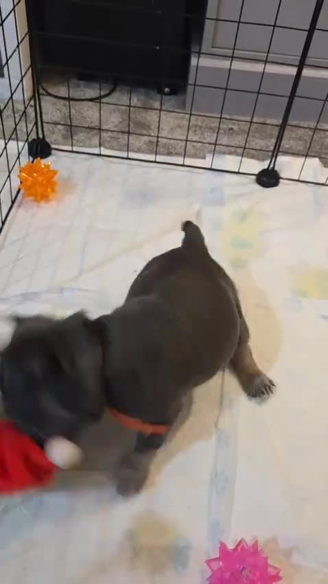 French Bulldog dogs for sale: 3x beautiful girl french bulldog puppies  - Video 4