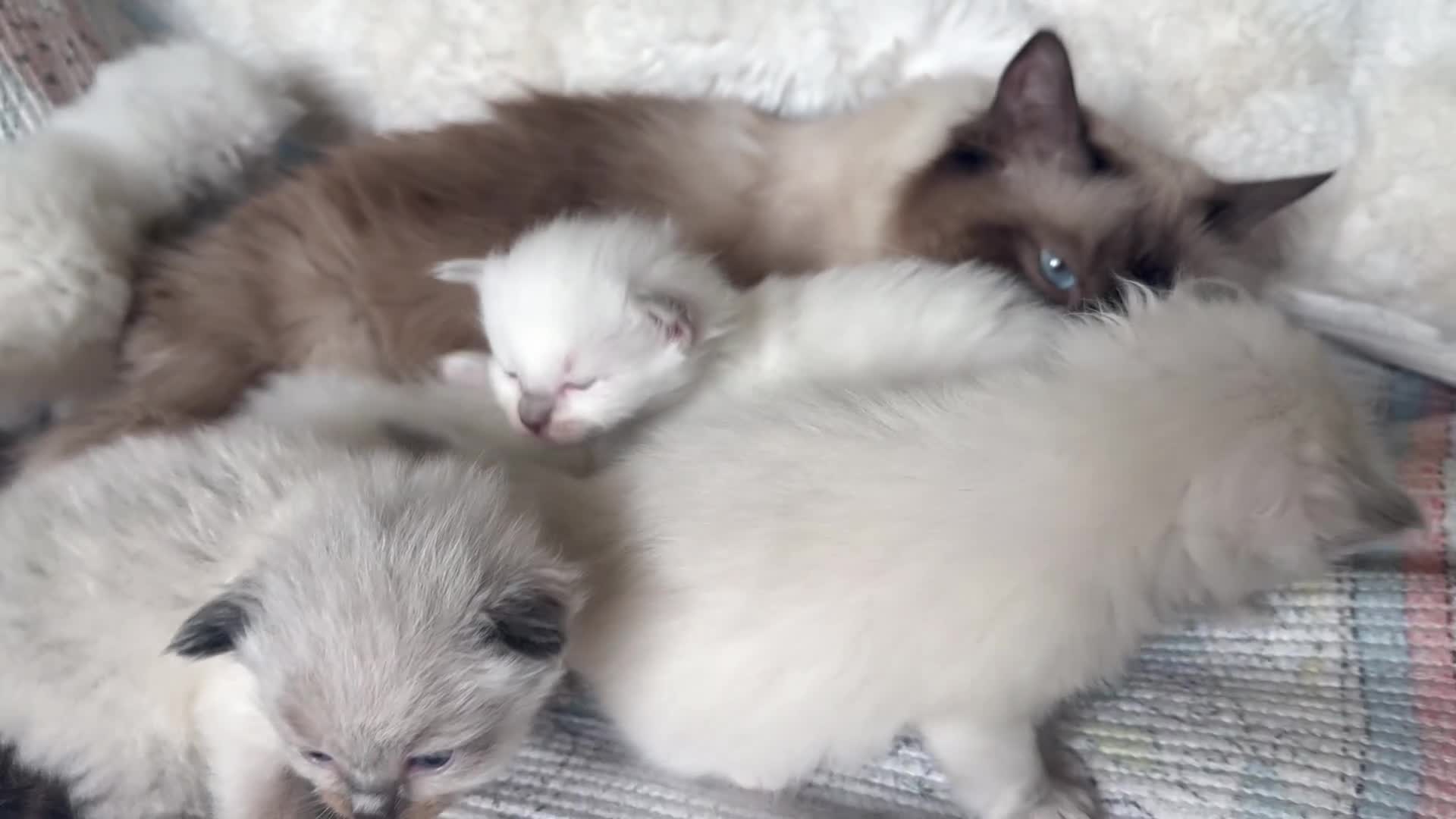 Ragdoll cats for sale: Beautiful litter of Ragdoll baby’s!  - Video 1
