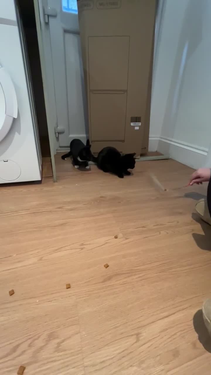 Domestic Shorthair cats for sale: Socks and midnight  - Video 2