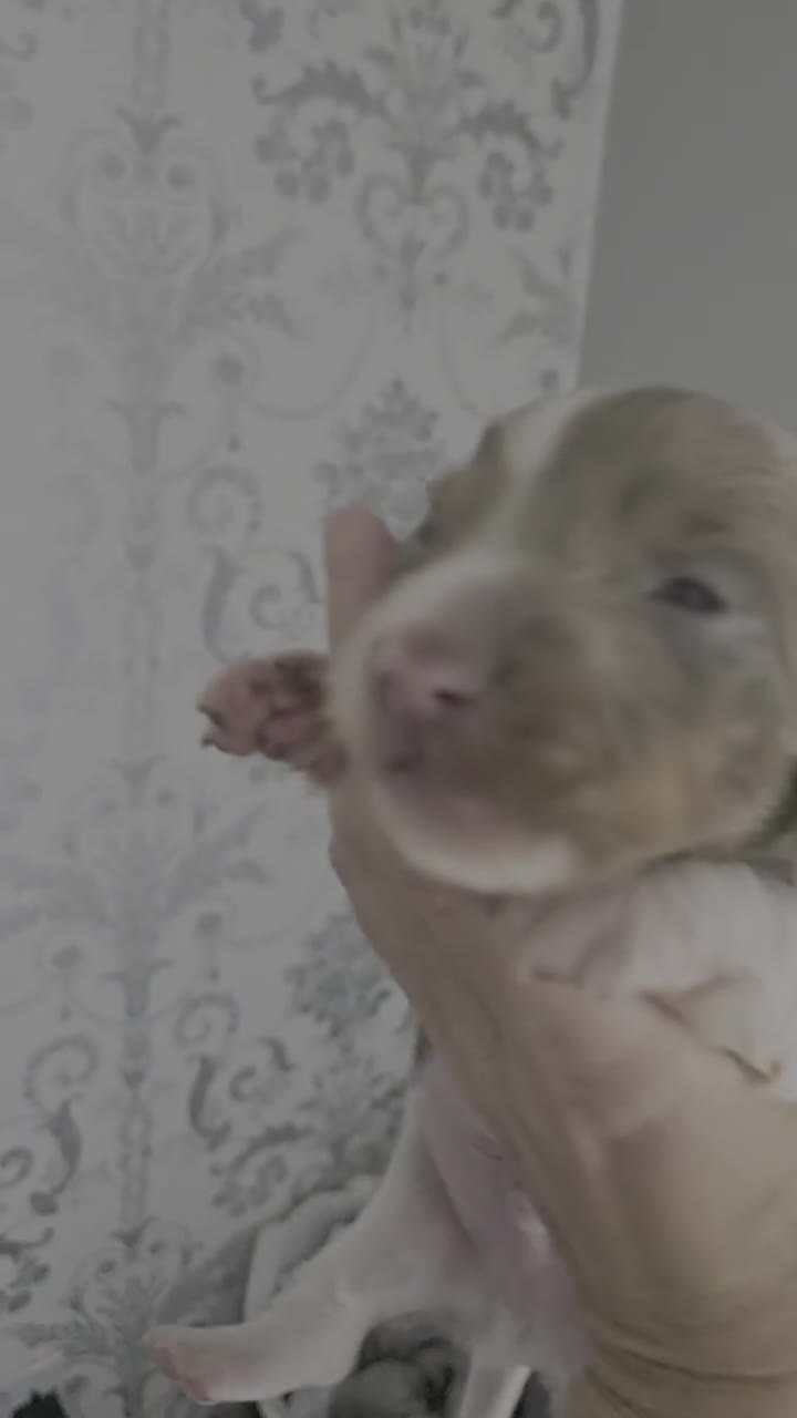 Miniature Dachshund dogs for sale: Miniature dachshund puppies for sale liverpool  - Video 2