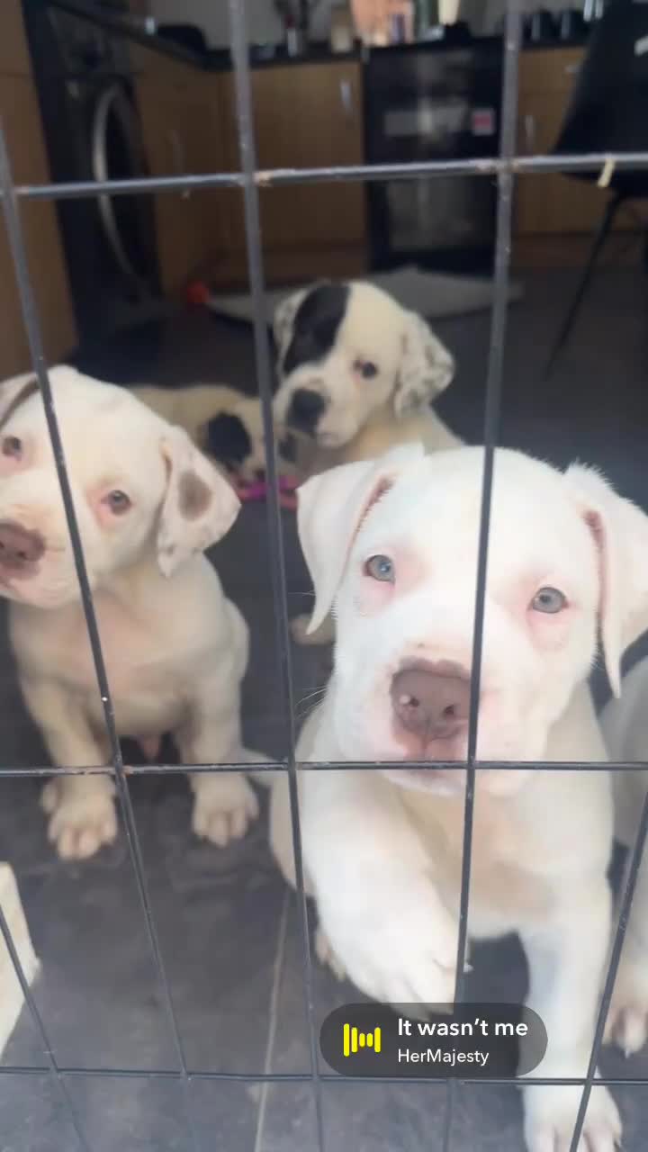 American Bulldog dogs for sale: My beautiful Bella has had her first litter - Video 2