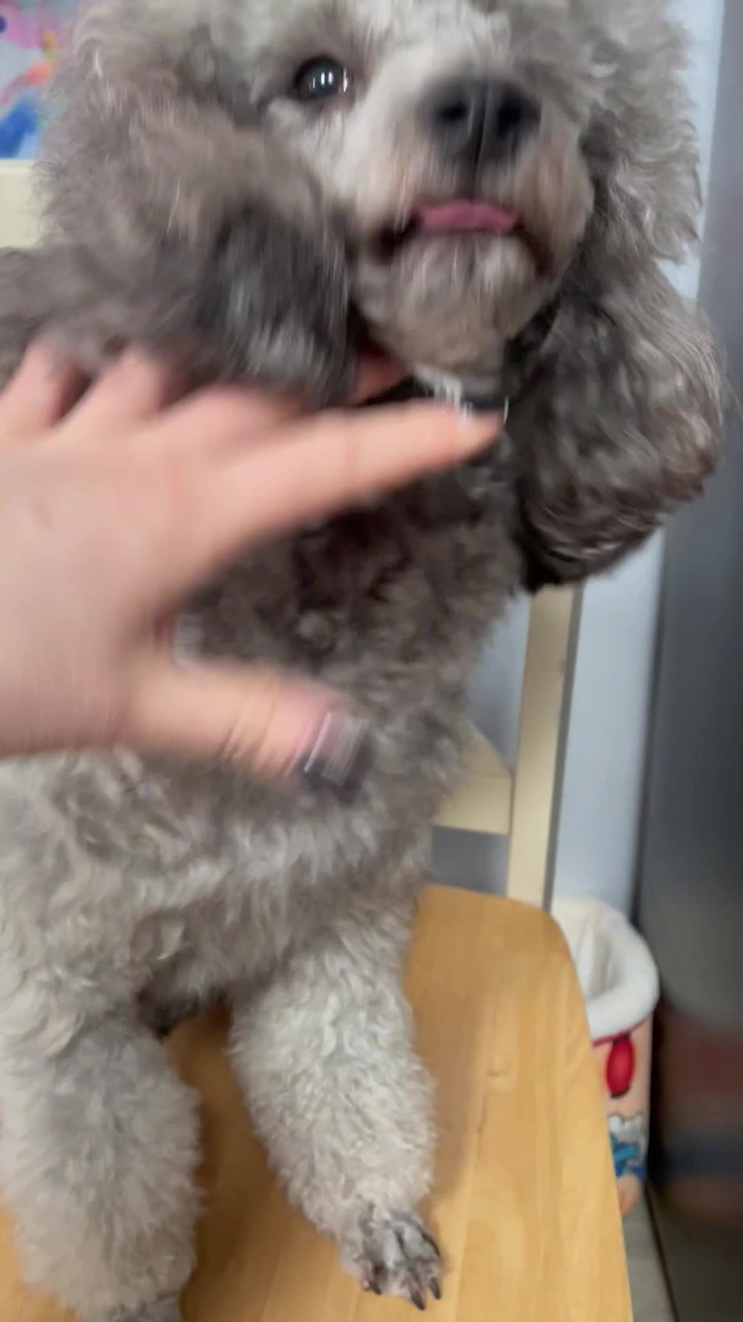 Miniature Poodle dogs for stud: Mister Kent Merlin silver miniature Poodle Stud in London - Video 1