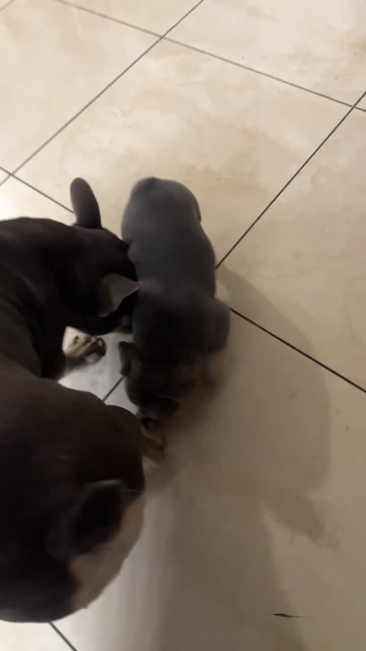 French Bulldog dogs for sale: french bulldog puppy for sale  - Video 1