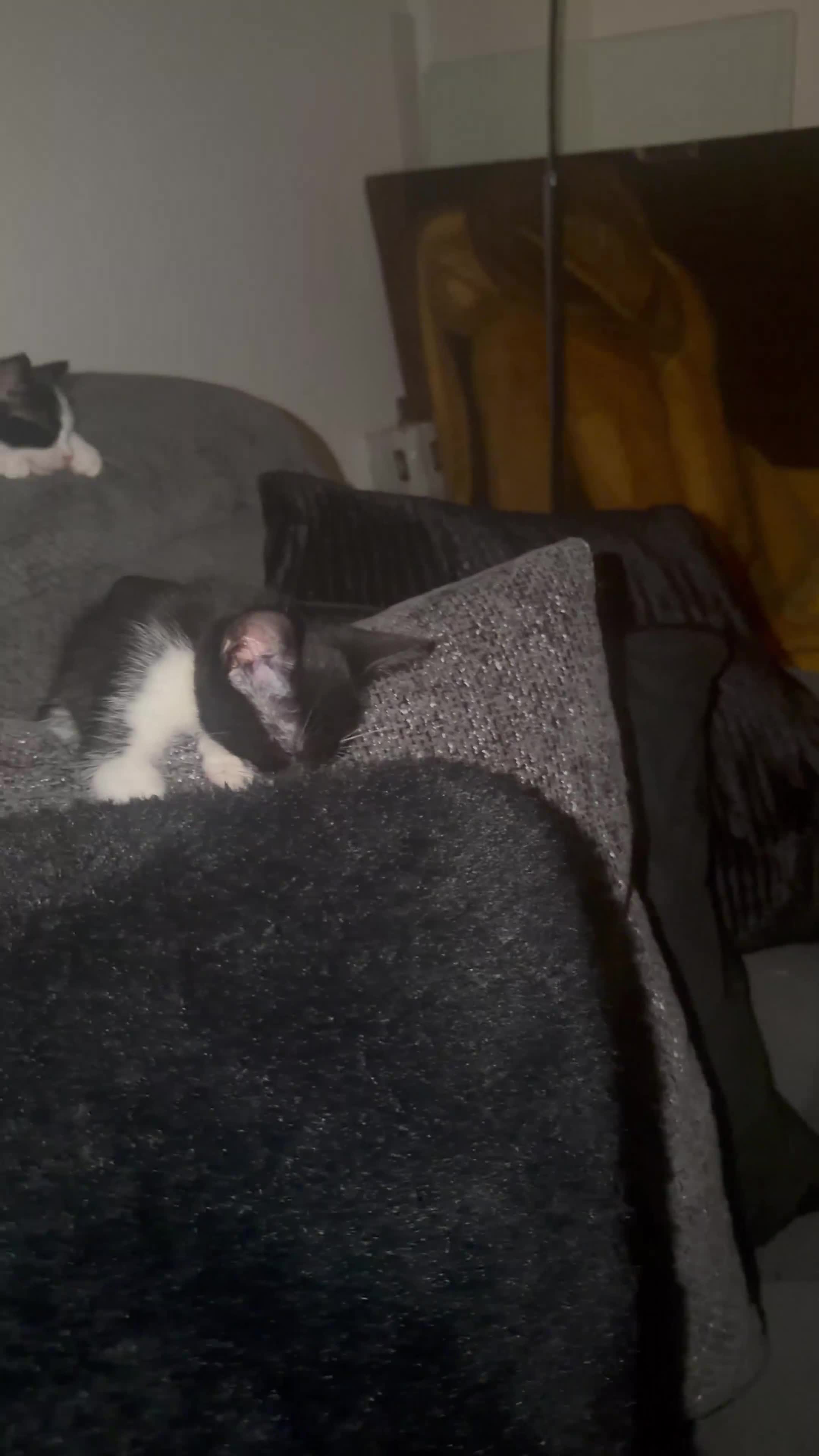 Mixed Breed cats for sale: 4 Adorable Playful Kittens Ready to Go 🐱❤️ in Thornton Heath - Video 2