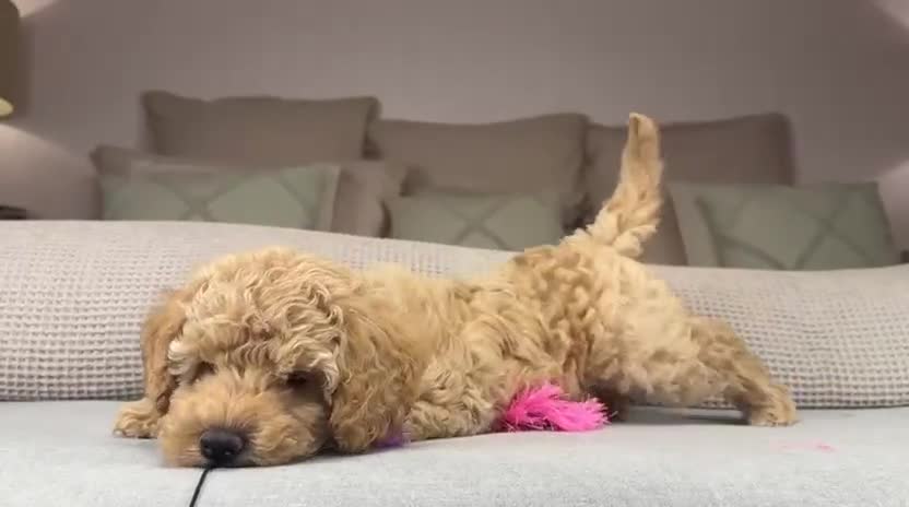 Maltipoo dogs for sale: GORGEOUS MALTIPOOS. BOYS ONLY - Video 2