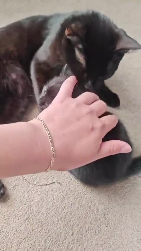 Mixed Breed cats for sale: Beautiful and friendly kittens in Stowmarket - Video 2