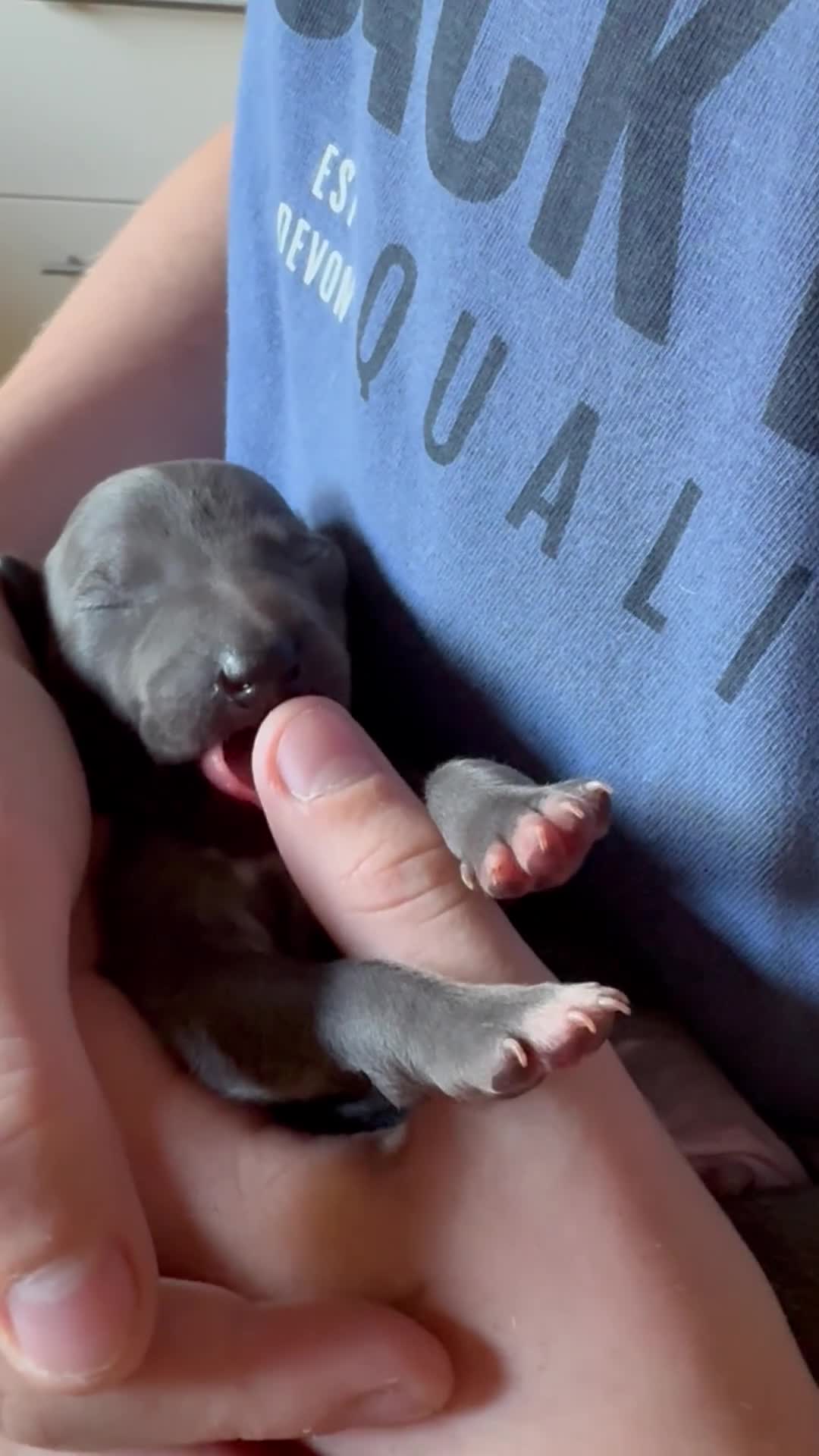 Italian Greyhound dogs for sale: Only one left. KC registered Italian Greyhounds - Video 1