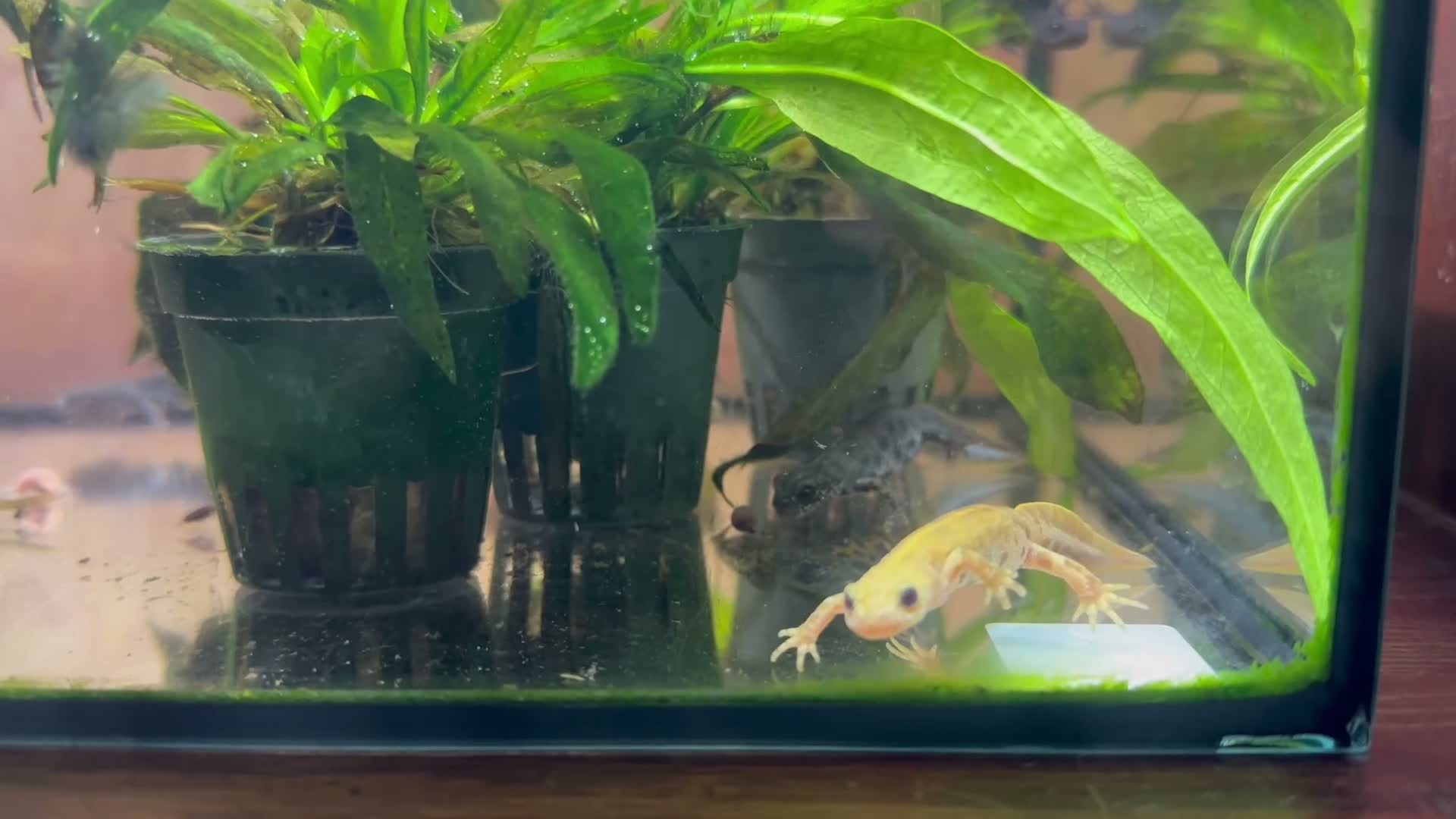 Newt reptiles for sale: Italian Crested Newts  - Video 2