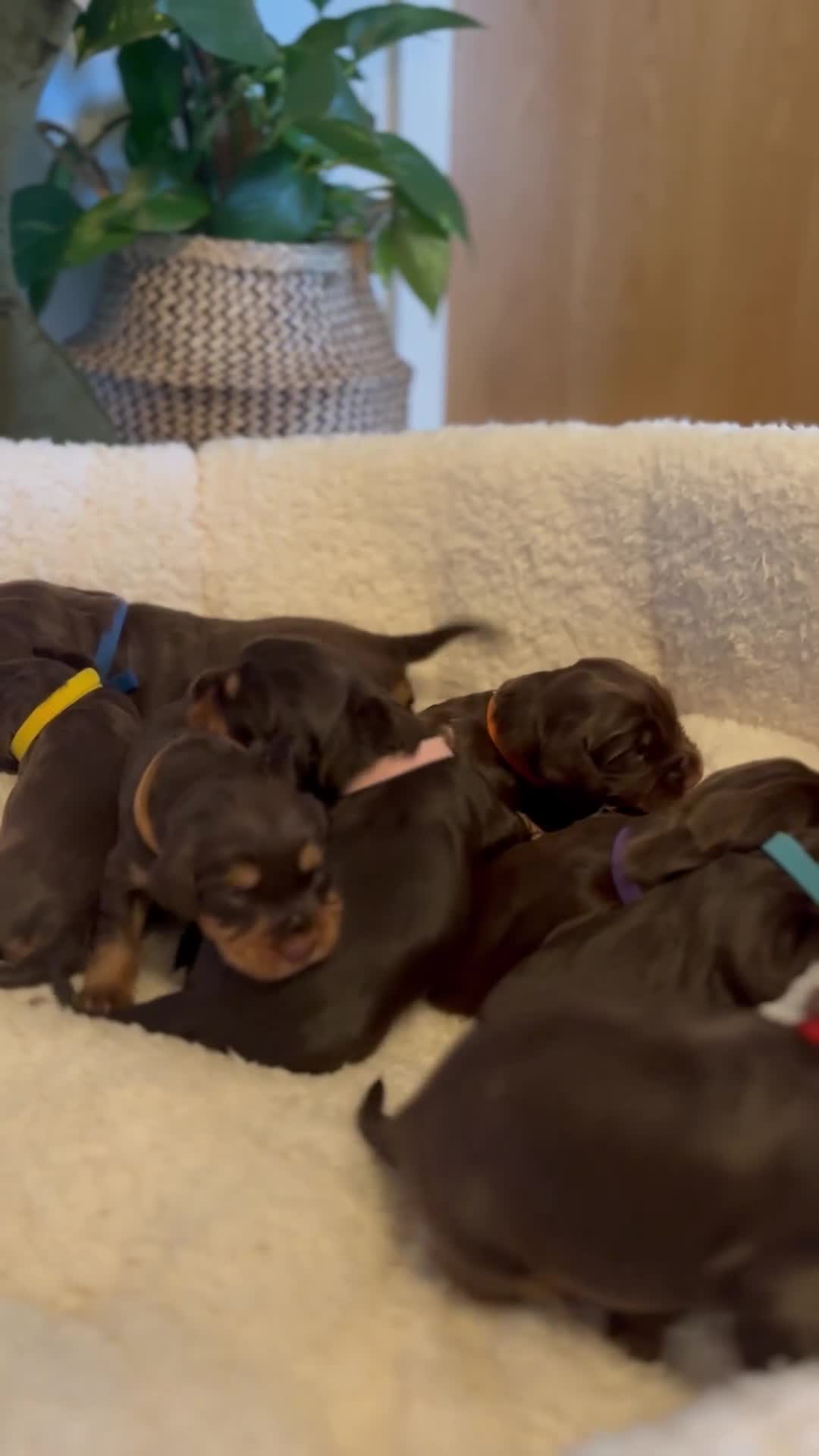 Cocker Spaniel dogs for sale: Stunning KC reg working cocker spaniel puppies  - Video 2