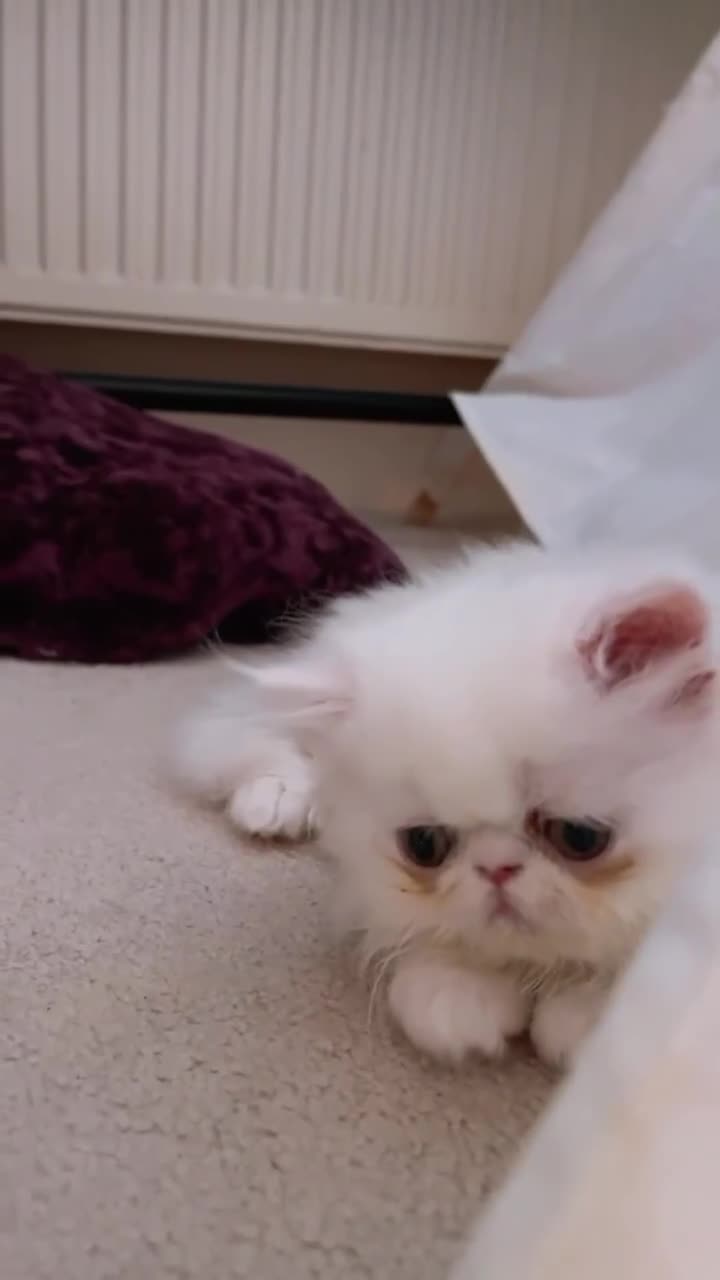 Persian cats for sale: ꨁ 🍃 ҉🌺☆ EXOTIC LONG HAIR PERSIAN  - Video 1