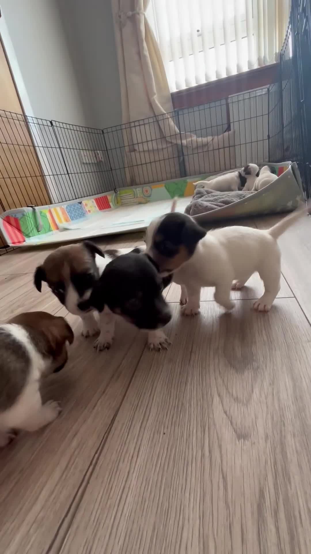 Jack Russell dogs for sale: Jack Russell Pups  - Video 2